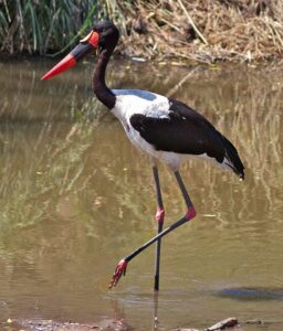 9 Oiseaux Avec Un Long Bec Photos AnimauxFAQ