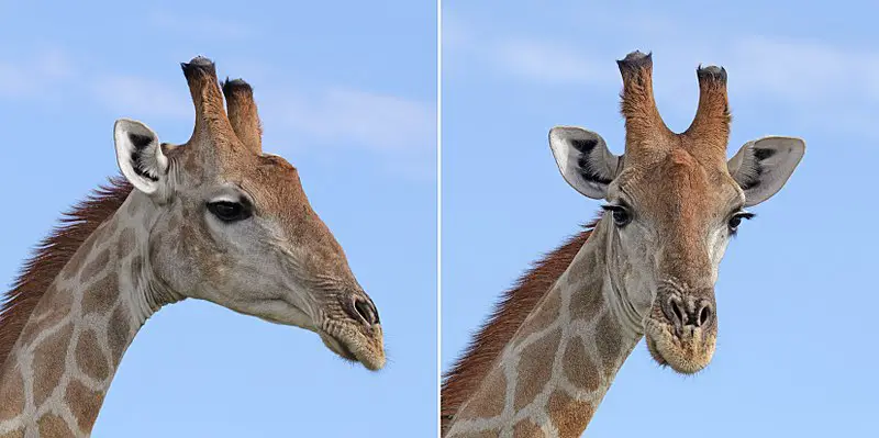 Pourquoi les giraffes ont des cornes ? 6 anecdotes marrantes