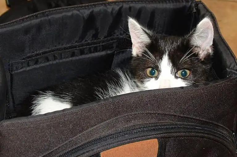 4 meilleurs sacs à dos pour