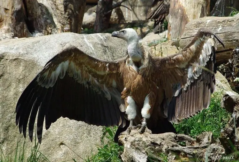 10 oiseaux les plus grands au monde (photos) AnimauxFAQ