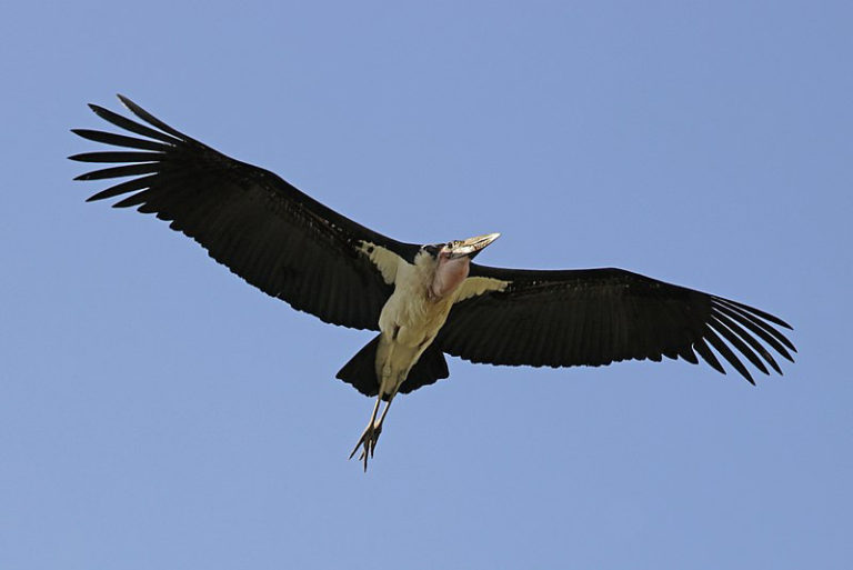 10 oiseaux les plus grands au monde (photos) AnimauxFAQ