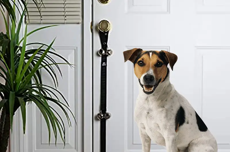 Une sonnette de porte conçue pour votre chien 