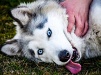 10 races de chiens aux yeux bleus (photos)