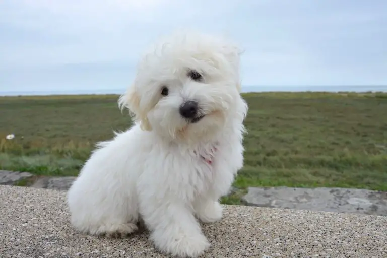 9 races de chiens qui ne perdent pas leurs poils (très peu) AnimauxFAQ