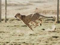 14 animaux les plus rapides (photos)