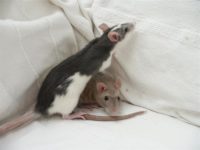 Rat de compagnie ? 6 choses à savoir