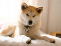 9 races de chiens japonais (photos)