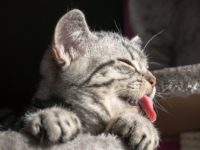 Pourquoi les chats tirent la langue ?