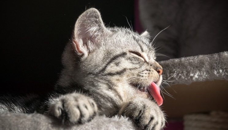 Pourquoi Les Chats Tirent La Langue Animauxfaq