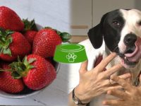 Est-ce que les chiens peuvent manger des fraises ?
