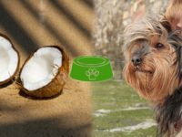 Est-ce que les chiens peuvent manger de la noix de coco ?