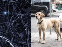 5 meilleurs GPS pour chien