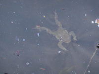 Les grenouilles respirent-elles sous l'eau ?