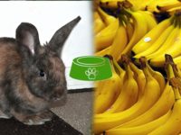 Est-ce que les lapins peuvent manger des bananes ?