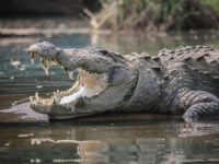 Est-ce que les crocodiles ont une langue ?