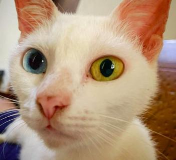 Les Couleurs Des Yeux Des Chats Photos Animauxfaq