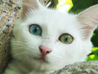 Les couleurs des yeux des chats (Photos)