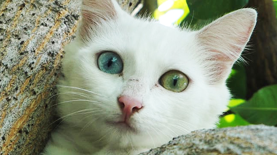 Les Couleurs Des Yeux Des Chats Photos Animauxfaq