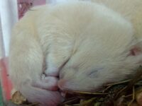 Les hamsters hibernent-ils ?