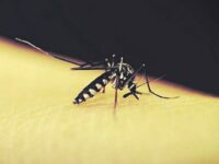 Combien de temps vit un moustique ?