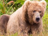 10 plus gros ours au monde (Photos)