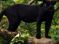 21 Animaux Noirs (Photos)
