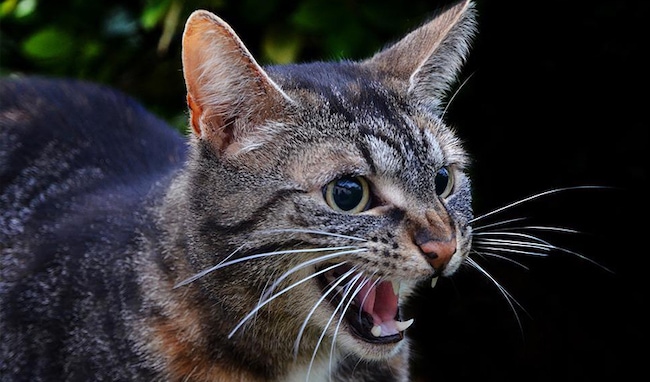 Chat Enerve 5 Signes Qui Ne Trompent Pas Animauxfaq