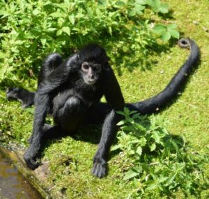 9 animaux avec une longue queue - AnimauxFAQ