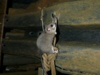 À quelle hauteur peut grimper un rat ?