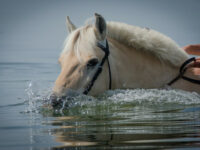 Est-ce que les chevaux peuvent nager ?